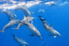 Dauphins Tour
