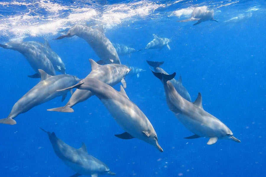 Dauphins Tour