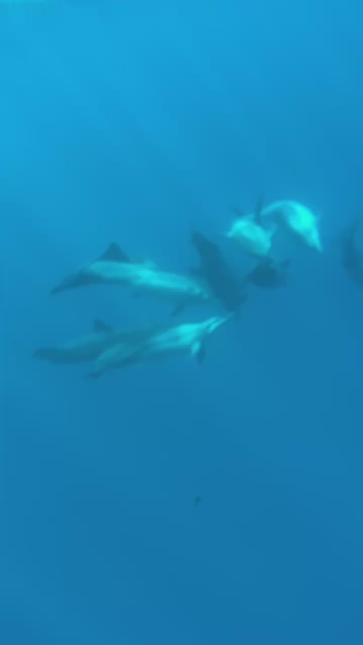 Dauphins Tour